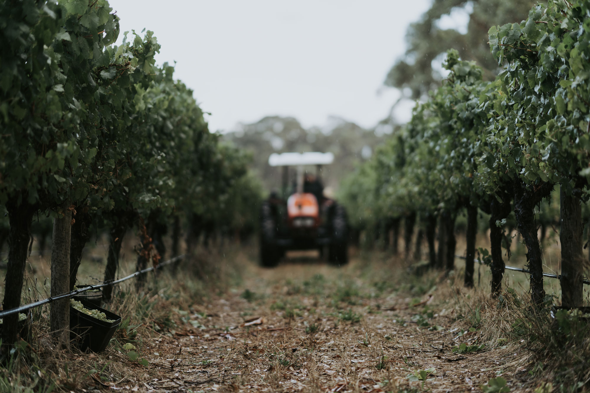 A tractor in the vineyard